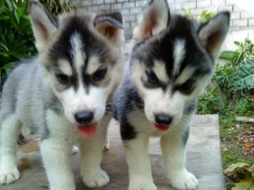 Siberian Husky Welpen reinrassige Sibiri