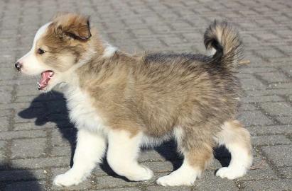 Border Collie Welpen
