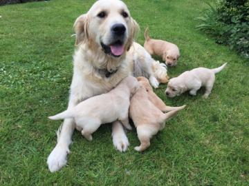 Labrador Retriever Welpen