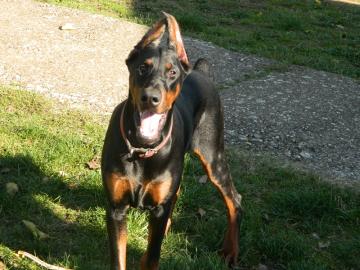 doberman welpe 6 Monate alt