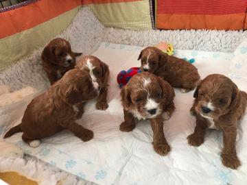 Cavapoo-Welpen