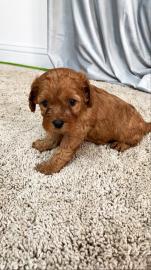 Cavapoo-Welpen
