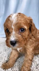 Cavapoo-Welpen