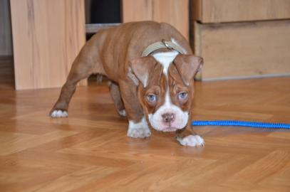 Old Engisch Bulldog