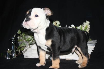 Old Engisch Bulldog
