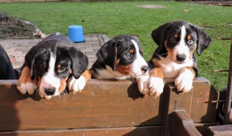 Appenzeller Sennenhund FCI Welpen