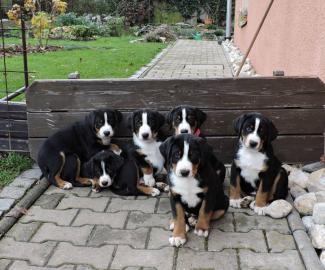 Appenzeller Sennenhund FCI Welpen