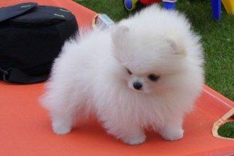 POMERANIAN ZWERGSPITZ  WELPEN ZUM VERSCH