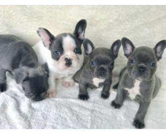 Franz?sische Bulldogge Hundewelpen whats