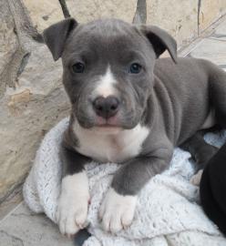 Blaue Pitbull Welpen