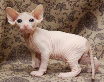 liebevoll Canadian Sphynx Babys