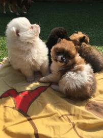 pomeranian zwergspitz