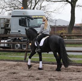 Its Maggi ! super braver Friesenwallach