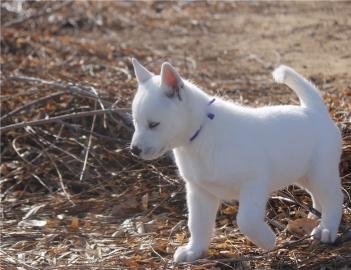 Siberian Husky mit SHC/VDH Papieren aus