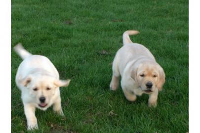 Labradorwelpen,reinrassig,blond-foxred. 