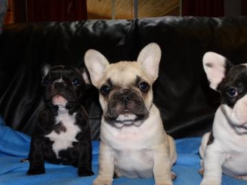 Schwarz-wei�e Franz�sische Bulldoggen We