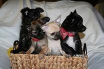 S��e Wundersch�ne mini  Chihuahua-Welpen