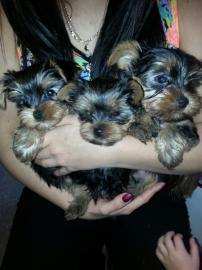 Yorki-Welpen
