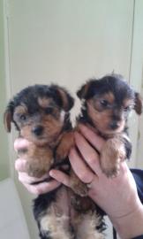 Yorki-Welpen