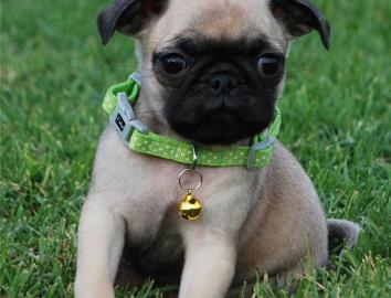 Bildh�bsche und Reinrassige Mops Welpen
