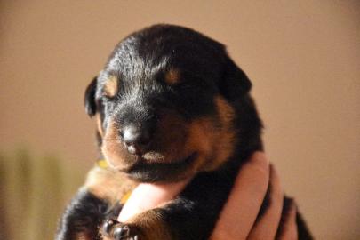Beauceron Welpen mit Stammbaum