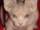 Zwei  Sphynx K�tzchen zur Annahme