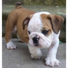 Englische Bulldoggen 10 Wochen