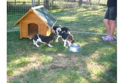 Der BEAGLE . . so sch�n,so mutig. . . 