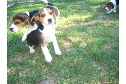 Der BEAGLE . . so sch�n,so mutig. . . 