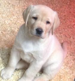 Wir haben zwei Labrador Retriever-Welpen