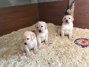 Wir haben zwei Labrador Retriever-Welpen