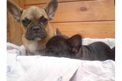 Franz. Bulldoggen Welpen choco linie