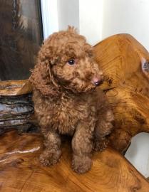 Sch?ne Teacup-Pudelwelpen