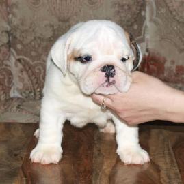 Welpe Englische Bulldogge
