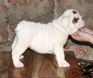 Welpe Englische Bulldogge
