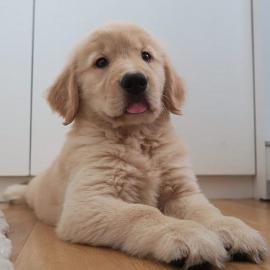 Atemberaubende Golden Retriever Welpen f