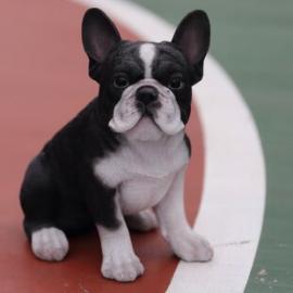 franz?sische Bulldog Welpen,