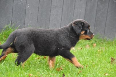 Top reinrassige Rottweiler Welpen mit Pa