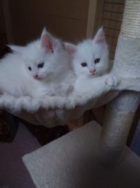 Sch?ne Maine Coon K?tzchen