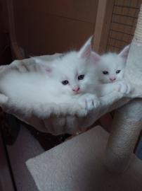 Sch?ne Maine Coon K?tzchen