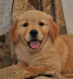 Golden Retriever Welpen zur Annahme