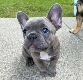 sch?ne welpen der franz?sischen bulldogg