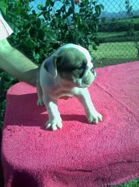 Englische Bulldoggen welpen whatsapp num