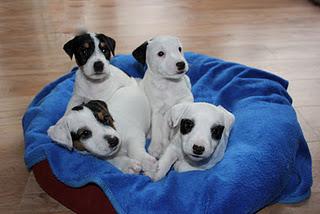 Jack Russell Terrier Welpen