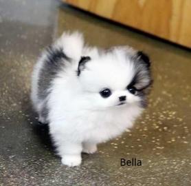 Sch�n Pomeranian SpitzBoo Welpe Bella