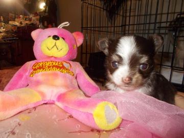 Chihuahua-Welpen