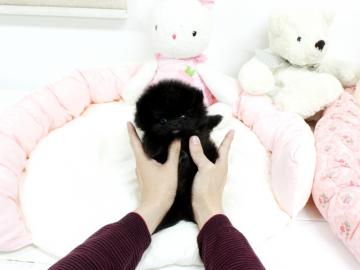 Zwergspitz / Pomeranian sucht neues Zuha