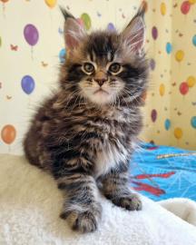 Wundersch�ne Maine-Coon-Katzen abzugeben