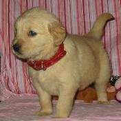 Golden Retriever Welpen zur Annahme