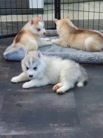 Reinrassige Siberian Husky Welpen